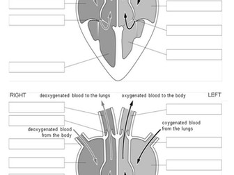 New AQA 9-1 Biology B4. The Heart