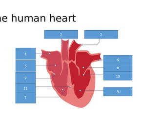 GCSE Biology human heart quiz