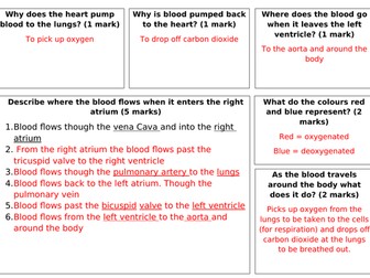 The circulatory system summary