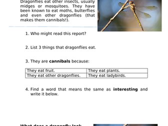 Dragonfly Comprehension Year 2