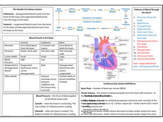 OCR GCSE PE Cardiovascular and Respiratory Systems Revision Sheet