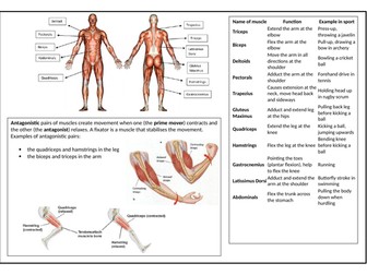 OCR GCSE PE Muscular System Revision Sheet