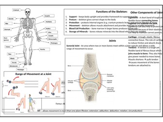 OCR GCSE PE Skeletal System Revision Sheet