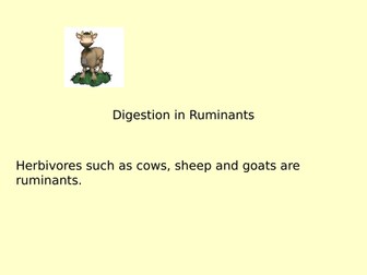 Digestion in Ruminants