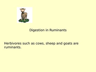 EDUQAS A-level biology Digestion in Ruminants