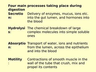 PowerPoint presentation on the structure of the human gut