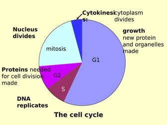 Presentation showing the stages of mitosis in context of the cell cycle