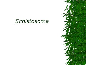 Schistosoma PowerPoint presentation