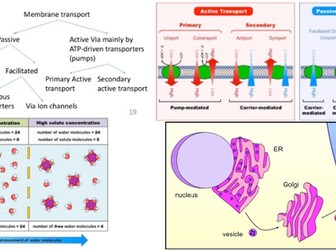 Transport across membranes, IB 1.4 Membrane transpor