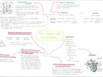 The heart and respiration mind map