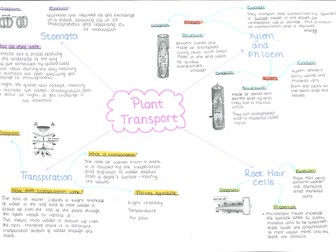 Plant Transport  Mind Map