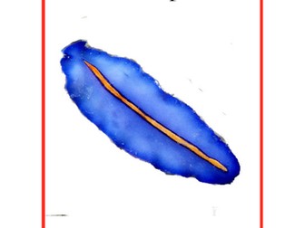 Invertebrata: External parts book 3 - Platyhelminthes