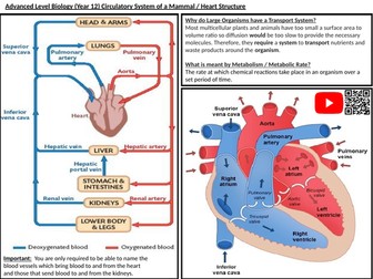 AQA AS Biology (Section 3: Exchange & Mass Transport) Information Sheets