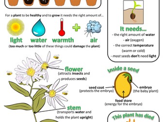 Year 2 Science Poster - Plants