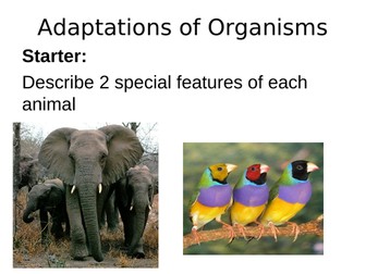 Adaptations of Animals