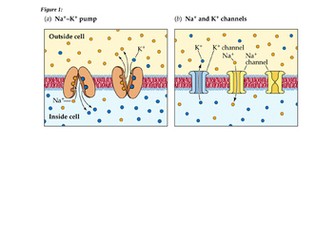 OCR 5.3 Neuronal Communication - Resting potential, Action potential and Transmission