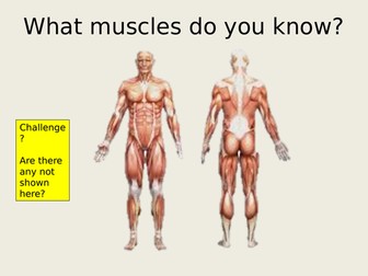 Muscular System / Types of Muscle