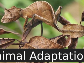 Zonation of animal adaptations