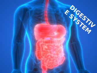 Digestive System