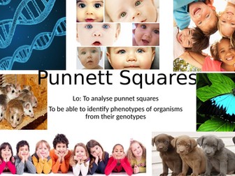 KS4/KS5 Punnet Squares and Inheritance