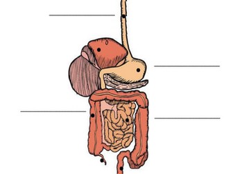 Digestion KS3 Scheme