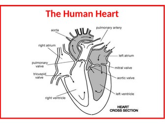 Heart Poster 1 - To accompany a dissection