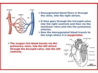 Heart Poster 2 - To accompany a dissection