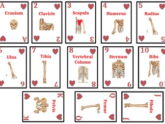 Muscles and Bones Cards