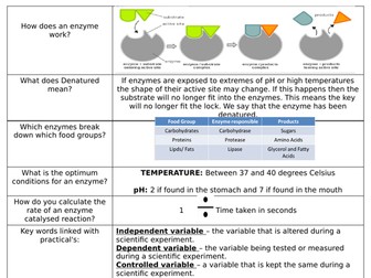 Enzymes knowledge organiser and test