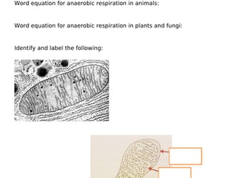 AQA A level Biology Respiration