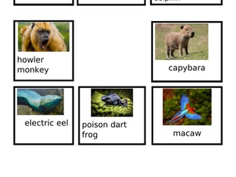 'A or an' SPAG sorting activity