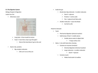 Notes: Cambridge Checkpoint and Beyond - Biology Secondary 1 (Year 8) Chapter 8 Digestion