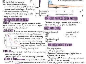A-Level PE, OCR, Bundle, 1.1 Energy for Exercise Revision posters ...