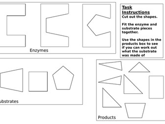 Enzymes KS3