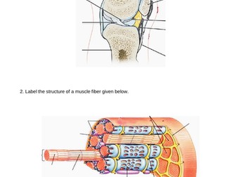 PRACTICE SHEET FOR JOINT, SKELETAL MUSCLE STRUCTURE, TYPES OF MUSCLE  FIBER AND CONTRACTION
