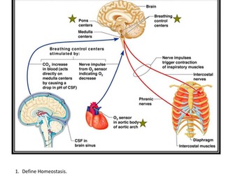HOMEOSTASIS  AND NEGATIVE FEEDBACK MECHANISM FOR CONTROL OF BREATHING