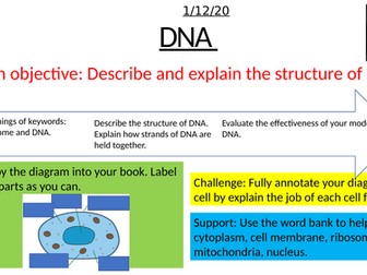 The Structure of DNA