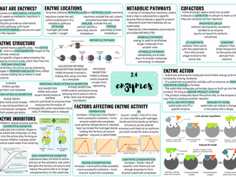 OCR A LEVEL BIOLOGY ENZYMES