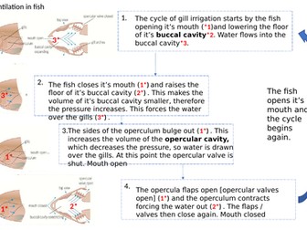 Ventilation /Gas Exchange in fish AS OCR 2015 flow diagram worksheet