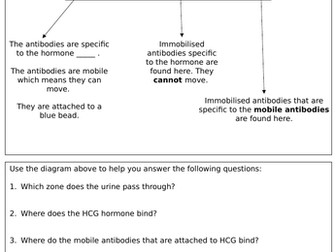 Monoclonal Antibodies - Pregnancy Testing