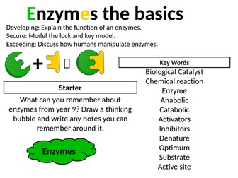 AQA Enzymes