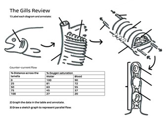 Gills Review AS Worksheet