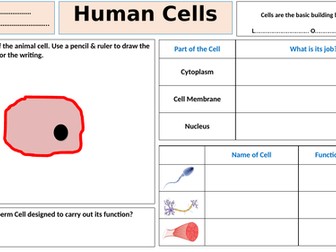 Human Cells - Lesson & Worksheet (simple/entry level)