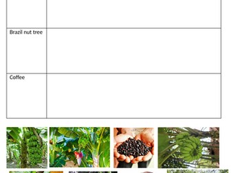 Plants of the rainforest sorting worksheet