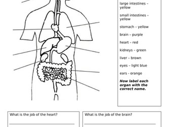 Human body organs