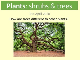 Types of plant: trees & shrubs