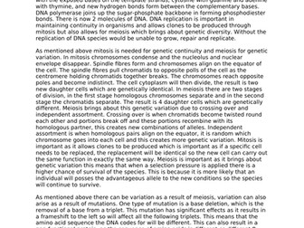 New A-level Biology essay example: DNA and the transfer of information (25).