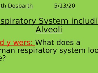 Respiratory system including Alveoli