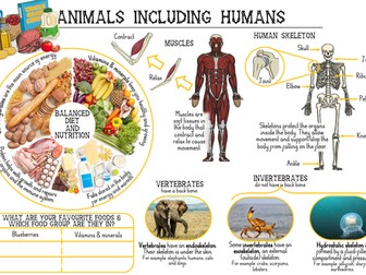 Animals including Humans Y3 Knowledge Organiser