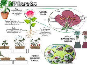 Plants Y3 Knowledge Organiser